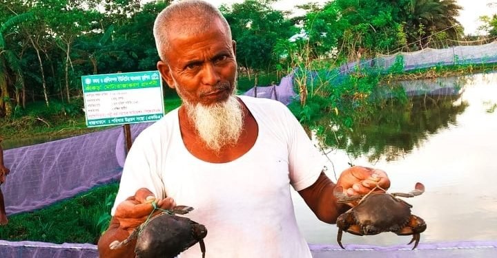 চরফ্যাশনের চরাঞ্চলে বাণিজ্যিক কাঁকড়া চাষ করোনার কারণে লোকসানের মুখে পড়েছে