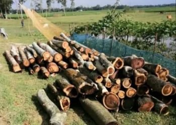 বাহুবলে সরকারি  রাস্তার পাশে লাগানো গাছ কেটে সাবাড়, প্রশাসন নীরব