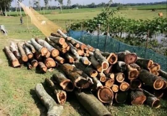 বাহুবলে সরকারি  রাস্তার পাশে লাগানো গাছ কেটে সাবাড়, প্রশাসন নীরব