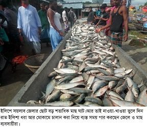নিষেধাজ্ঞার আগে শেষ মুহূর্তে ইলিশ বেঁচা-কেনার ধুম