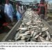 নিষেধাজ্ঞার আগে শেষ মুহূর্তে ইলিশ বেঁচা-কেনার ধুম
