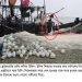 সাগরে ফেরার প্রস্তুতি চরফ্যাশনের জেলেদের