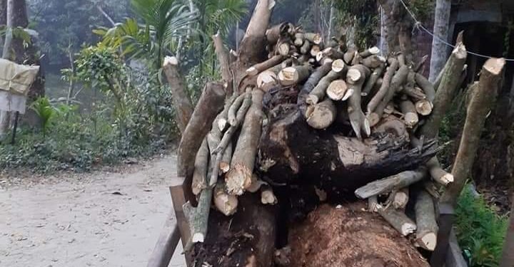 নোয়াখালীতে চলছে সরকারী গাছ কাটার মহোৎসব, জেনেও নীরব প্রশাসন!