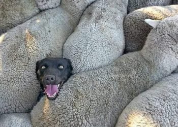 আবালদের সেলিব্রেটি হওয়ার উপাখ্যান