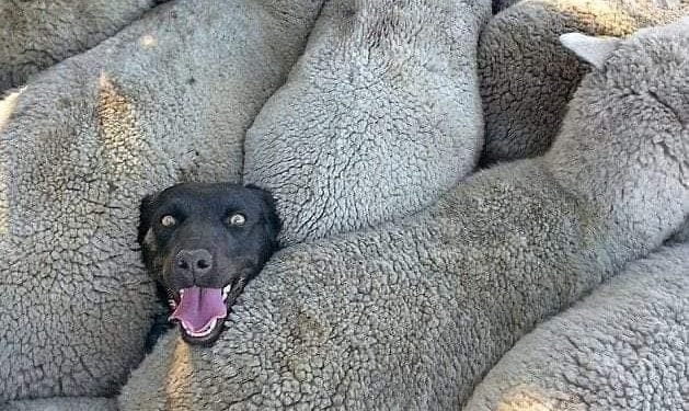 আবালদের সেলিব্রেটি হওয়ার উপাখ্যান