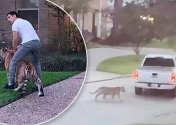 টেক্সাসে লোকালয়ে বাঘ, সন্দেহভাজন মালিক গ্রেফতার