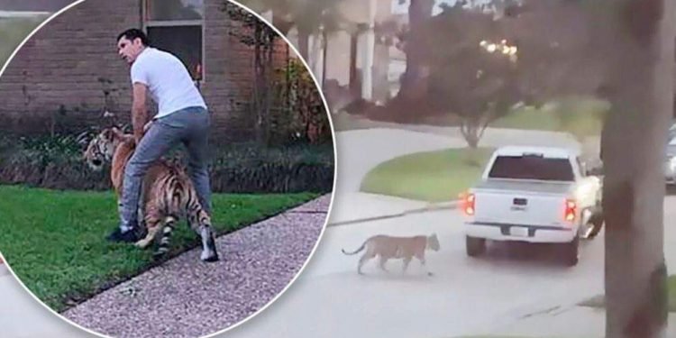 টেক্সাসে লোকালয়ে বাঘ, সন্দেহভাজন মালিক গ্রেফতার