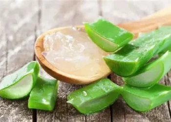 ত্বকের পোরস ও ব্রণ কমাবে অ্যালোভেরা